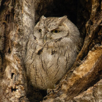 Western Screech-Owl